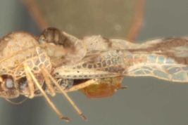 <i>Stephanitis pyrioides</i> (Scott), hembra, vista lateral.