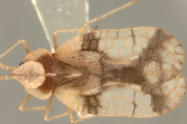 <i>Stephanitis pyrioides</i> (Scott), macho, vista dorsal.