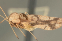 <i>Stephanitis pyrioides</i> (Scott), macho, vista lateral.