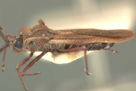<i>Teleonemia brevipennis</i> Champion, macho, vista lateral.