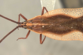 <i>Teleonemia triangularis</i>, (Blanchard), hembra, vista dorsal.