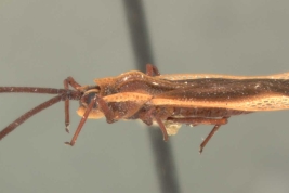 <i>Teleonemia triangularis</i>, (Blanchard), hembra, vista lateral.