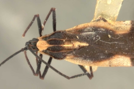 <i>Teleonemia tricolor</i> (Mayr), hembra, paratipo [USNM], vista dorsal.