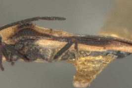 <i>Teleonemia tricolor</i> (Mayr), hembra, paratipo [USNM], vista lateral.