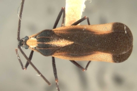 <i>Teleonemia tricolor</i> (Mayr), male, dorsal view.