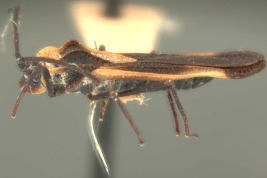 <i>Teleonemia tricolor</i> (Mayr), macho, vista lateral.