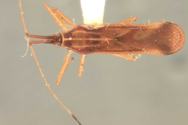 <i>Tigava bombacis</i> Drake & Poor, hembra, paratipo [USNM], vista dorsal.