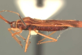 <i>Tigava bombacis</i> Drake & Poor, hembra, paratipo [USNM], vista lateral.