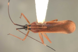 <i>Tigava bombacis</i> Drake & Poor, macho, paratipo [USNM], vista dorsal.