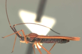 <i>Tigava bombacis</i> Drake & Poor, macho, paratipo [USNM], vista lateral.