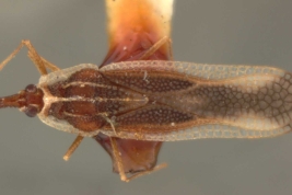 <i>Vatiga manihotae</i> (Drake), male, paratype [USNM], dorsal view.