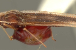 <i>Vatiga manihotae</i> (Drake), male, paratype [USNM], lateral view.