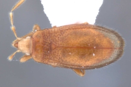 <i>Anommatocoris coleopterodes</i> (Kormilev), hembra, vista dorsal.