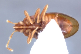 <i>Anommatocoris coleopterodes</i> (Kormilev), hembra, vista ventral.
