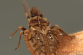 <i>Eocader vergrandis</i> Drake & Hambleton, female, paratype [USNM], posterior view.