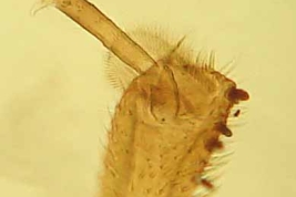 Thaumastocoris peregrinus, dientes en tibia anterior del macho