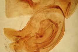 Thaumastocoris peregrinus, genitalia