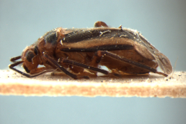 Female Holotype, lateral view (MLP)- Photo by Eugenia Minghetti
