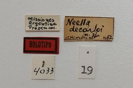 Female Holotype, labels (MLP)- Photo by Eugenia Minghetti