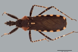 <i>Cosmoclopius joceliae</i>, paratipo macho, vista dorsal.