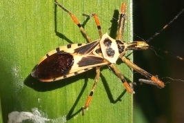 <i>Zelus armillatus</i> from Gualeguaychu, Entre Rios province, by Gustavo Puente.