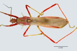 <i>Pseudosaica charrua</i> Castro-Huertas et al. 2023. Holotipo macho_dorsal. cred. V. Castro-Huertas