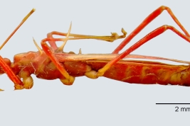 <i>Pseudosaica charrua</i> Castro-Huertas et al. 2023. Male holotype_ lateral. Copyright V. Castro-Huertas