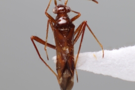 <i>Sericophanes ornatus</i> colectado en Chaco, Argentina (MLP), by V. Castro-Huertas