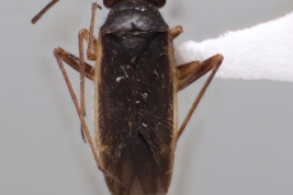 <i>Hadronemella saltensis</i> from Chaco, Argentina (MLP), by V. Castro-Huertas