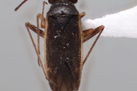<i>Hadronemella saltensis</i> colectada en Chaco, Argentina (MLP), by V. Castro-Huertas