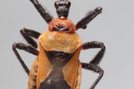 <i>Apiomerus bosqi</i> colectada en Chaco, Argentina (MLP), by V. Castro-Huertas