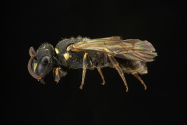 Female in lateral view (Photo: M. Lucia)