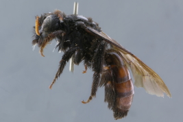 Hembra en vista lateral (Foto: M. Lucia)