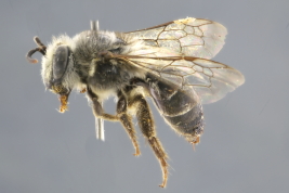 Female lateral view (MLP) Photo: M.Lucia