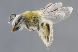 Hembra en vista lateral (MLP) Foto: M.Luica