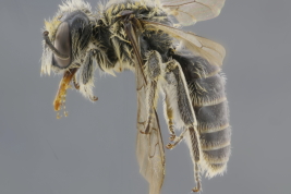 Macho en vista lateral (MLP) Foto: M.Luica