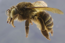 Female in lateral view (Photo: M. Lucia)