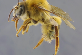 Macho en vista lateral, San Antonio, Misiones (MLP) (Foto: M. Lucia)