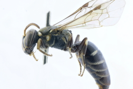 Hembra en vista lateral (MLP). Foto: M. Lucia