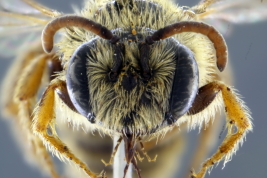 Male in frontal view, Berisso, Buenos Aires (Photo: L. Alvarez)