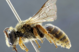 Female in lateral view,  Berisso, Buenos Aires (Photo: L. Alvarez)