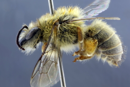 Hembra en vista lateral (Foto: L. Alvarez)