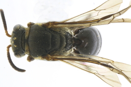 Hembra en vista dorsal (MLP). Foto: M. Lucia