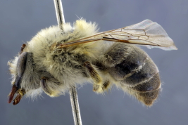 Female in lateral view (Photo: L. Alvarez)