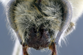 Female in frontal view (Photo: L. Alvarez)