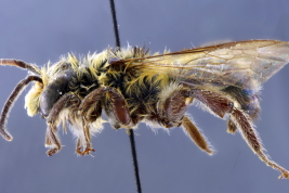 Male in lateral view (Photo: L Alvarez)