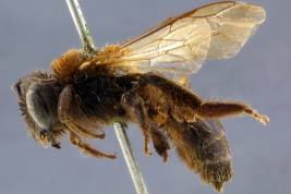Female in lateral view, San Juan (Photo: L. Alvarez)