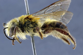 Male in lateral view, Tucumán (Photo: L Alvarez)
