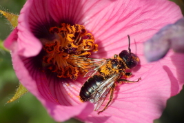 Macho, Mendoza, Argentina (Guillermo Debandi)