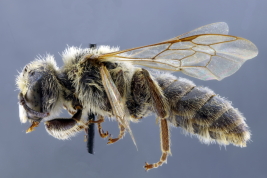 Macho en vista lateral (Foto: L. Alvarez)